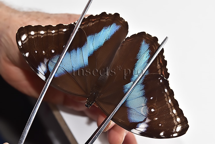 Morpho helenor helenor ♀