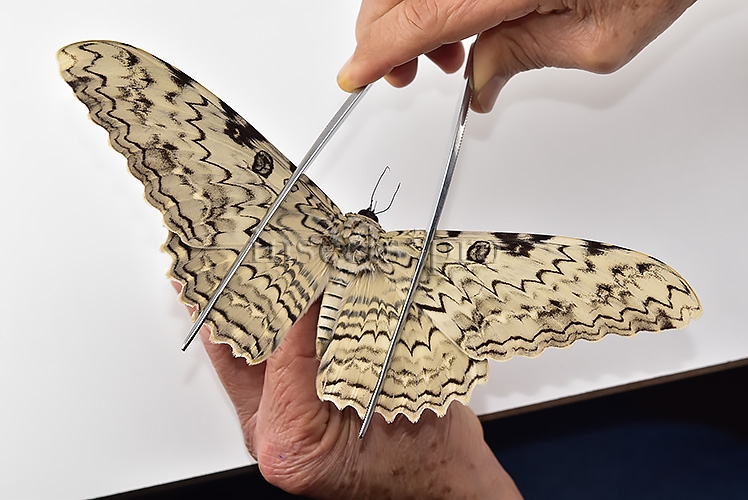 :::BULK SALE:::: Thysania agrippina A1 ♂♀ LARGE MOTH - Image 2