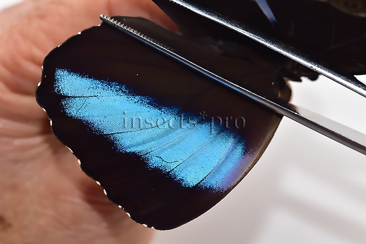 Morpho helenor theodorus A1 ♂ - Image 4