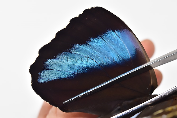 Morpho helenor theodorus A1 ♂ - Image 5