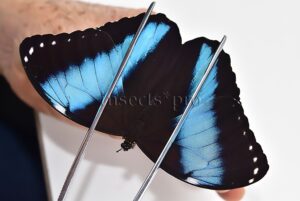 Morpho helenor theodorus A1 ♂