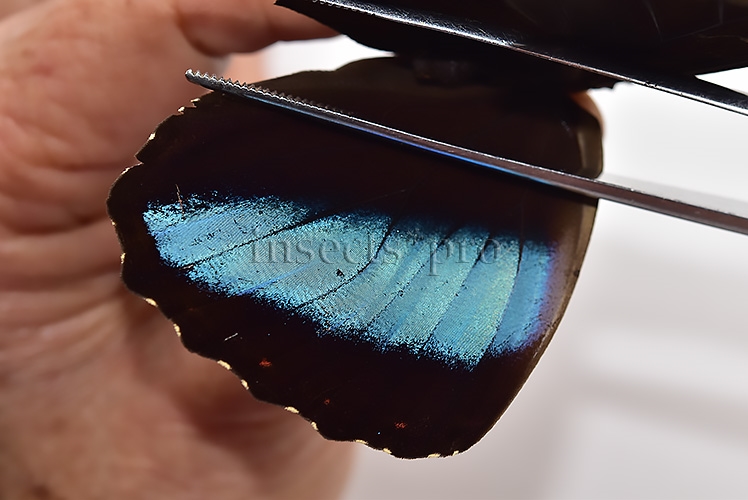 Morpho helenor theodorus ♂ - Image 4