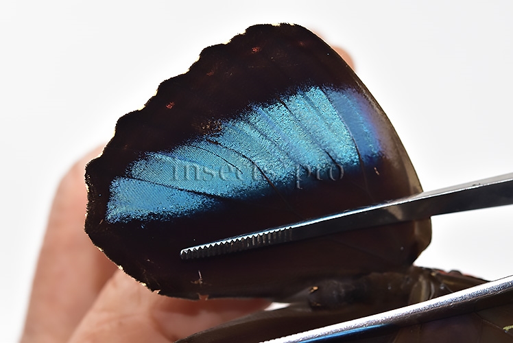 Morpho helenor theodorus ♂ - Image 5