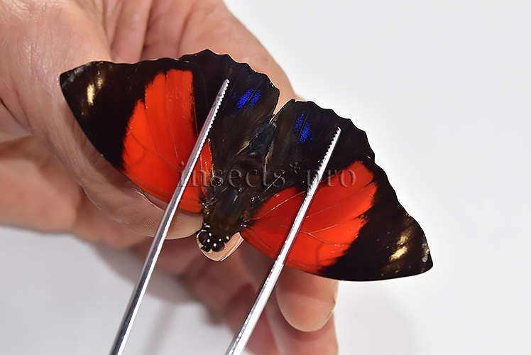 Agrias amydon amydonius ♂