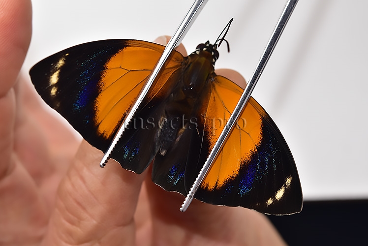 Agrias pericles mauensis A1 ♂ GREENISH SPECIMEN - Image 6