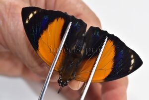 Agrias pericles mauensis A1 ♂ GREENISH SPECIMEN