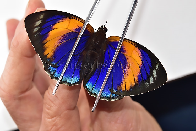 Agrias phalcidon excelsior A1 ♀ - Image 6