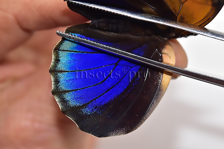 Agrias phalcidon excelsior A1 ♀ - Image 4
