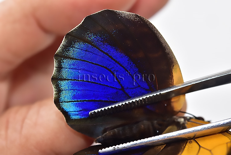 Agrias phalcidon excelsior A1 ♀ - Image 5