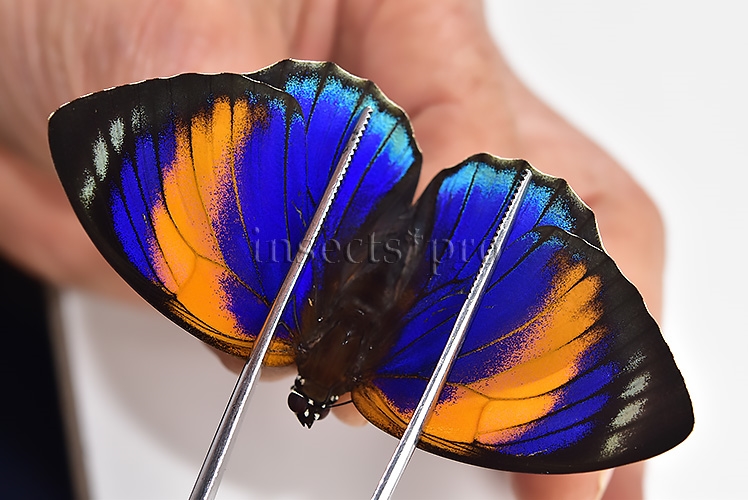 Agrias phalcidon excelsior A1 ♀