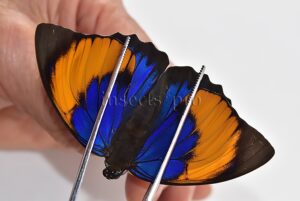 Agrias narcissus obidonus f. chrysotaenia A1 ♀