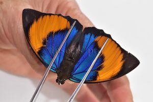 Agrias narcissus obidonus f. chrysotaenia ♀ GOOD PRICE