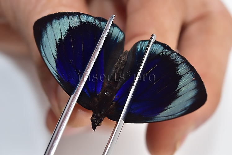 Asterope leprieuri leprieuri ♂ RARE - Image 3