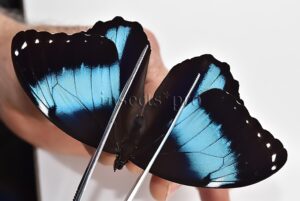 Morpho helenor theodorus A1 ♂