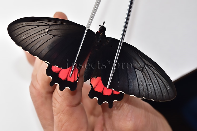 Parides orellana ♀ - Image 6