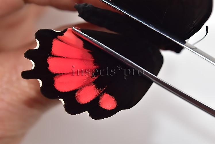 Parides orellana ♀ - Image 4
