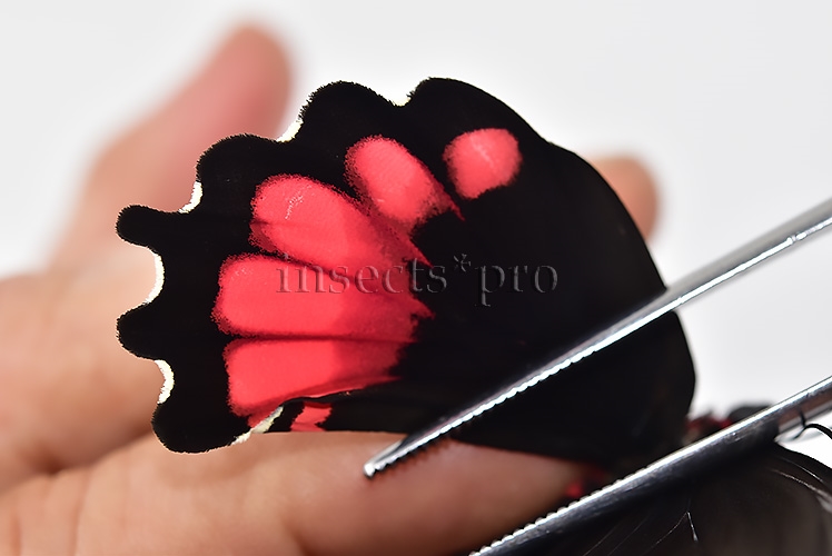 Parides orellana ♀ - Image 5