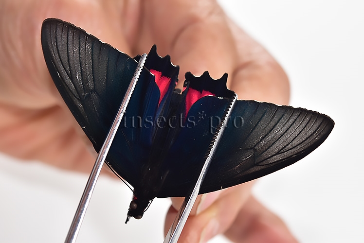 Parides orellana A1 ♂ - Image 5
