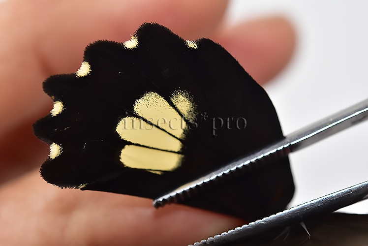 Parides cutorina A1 ♀ - Image 5