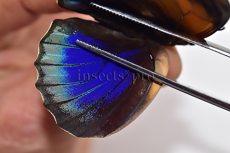 Agrias phalcidon excelsior f. viridifasciata ♀ EXTREME FORM - Image 4