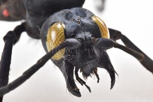 Pepsis sp. ♂ MONSTER SIZE 110mm WINGSPAN