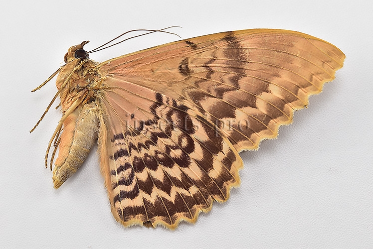 Thysania zenobia ♀ RARE MOTH - Image 2