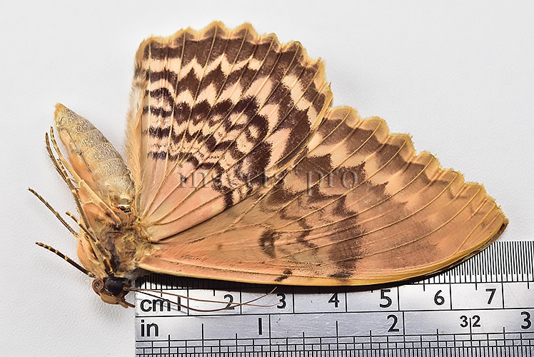 Thysania zenobia ♀ RARE MOTH - Image 3