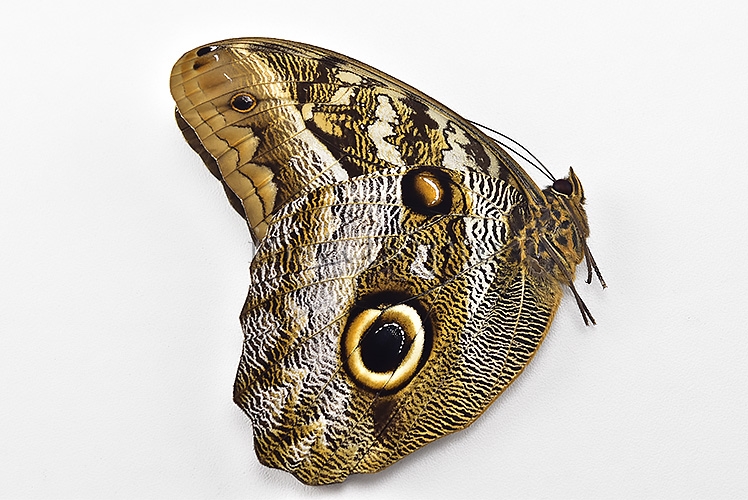 Caligo idomeneus idomenides A1 ♂ - Image 2