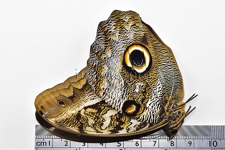 Caligo idomeneus idomenides A1 ♂ - Image 3