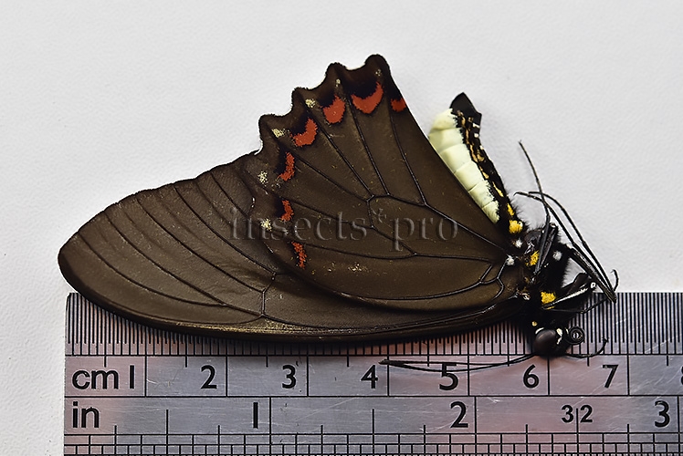 Battus belus varus A1 ♂ - Image 3