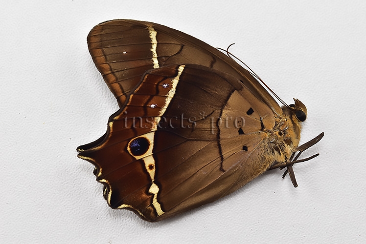 Antirrhea philaretes avernus ♂ - Image 2