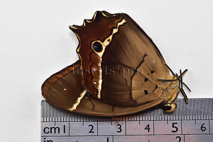Antirrhea philaretes avernus ♂ - Image 3