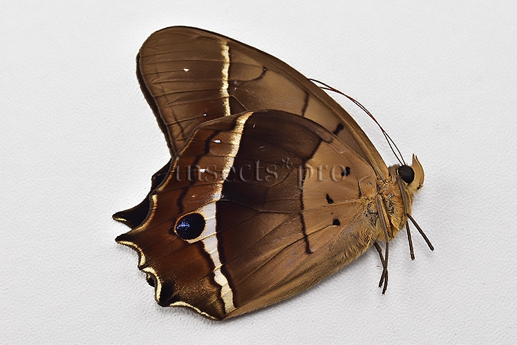 Antirrhea philaretes avernus ♂ - Image 2