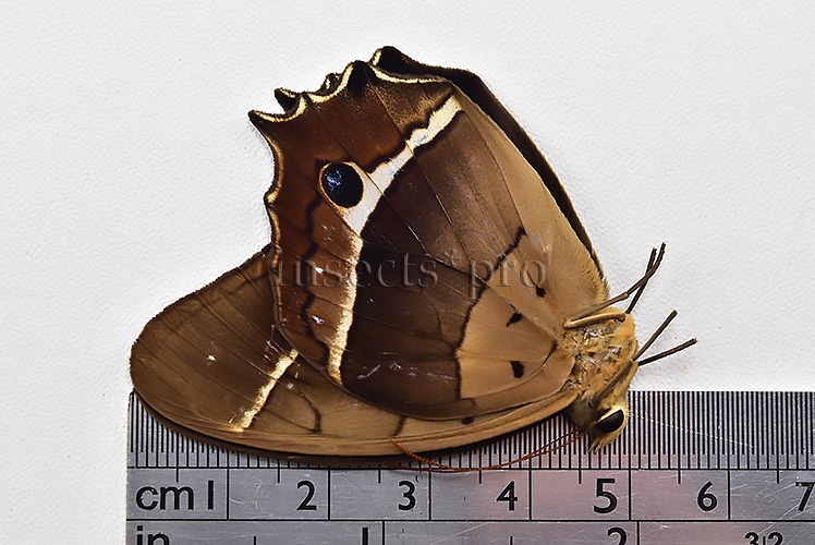 Antirrhea philaretes avernus ♂ - Image 3