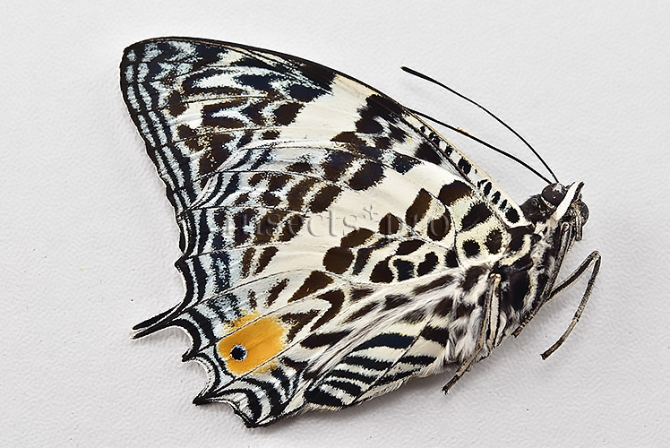 Baeotus baeotus A1 ♂ - Image 2
