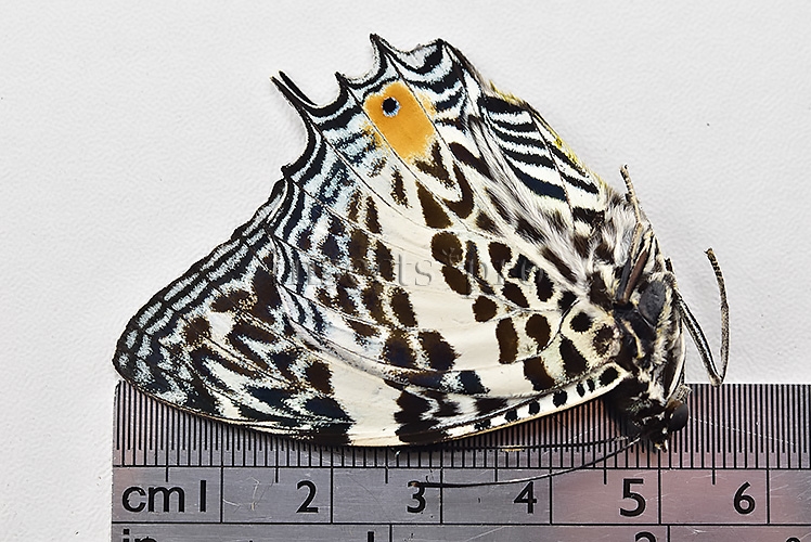 Baeotus baeotus A1 ♂ - Image 3