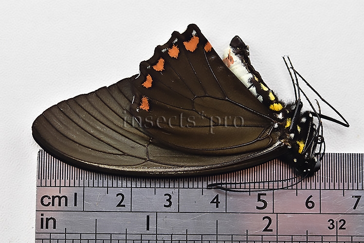 Battus crassus crassus A1 ♂ - Image 3