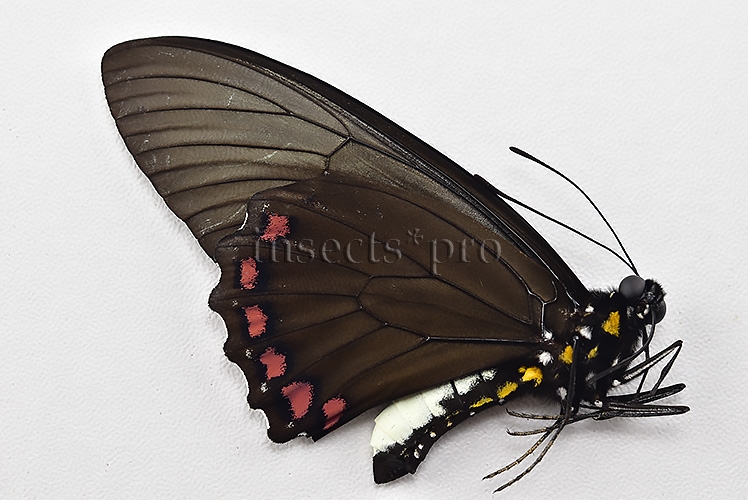 Battus crassus crassus A1 ♂ - Image 2