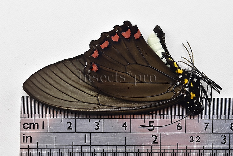Battus crassus crassus A1 ♂ - Image 3