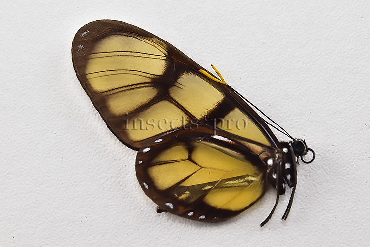Ithomia lagusa ssp. A1 ♂ NOT COMMON
