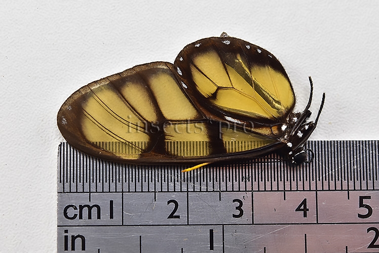 Ithomia lagusa ssp. A1 ♂ NOT COMMON - Image 2