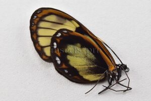 Ithomia sp. A1 NOT COMMON