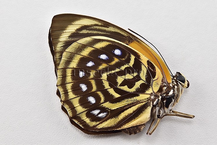 Agrias phalcidon fournierae f. pseudonigrans ♀ RARE - Image 2