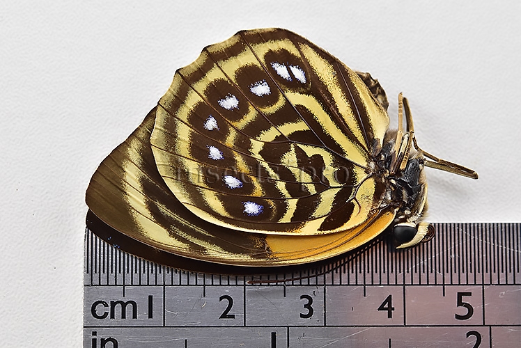 Agrias phalcidon fournierae f. pseudonigrans ♀ RARE - Image 3