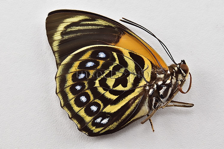 Agrias phalcidon fournierae f. mariettae ♂ RARE - Image 2