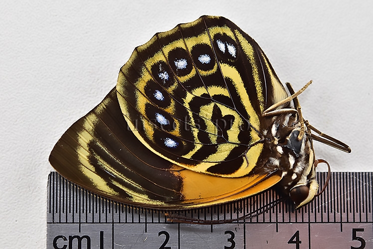 Agrias phalcidon fournierae f. mariettae ♂ RARE - Image 3
