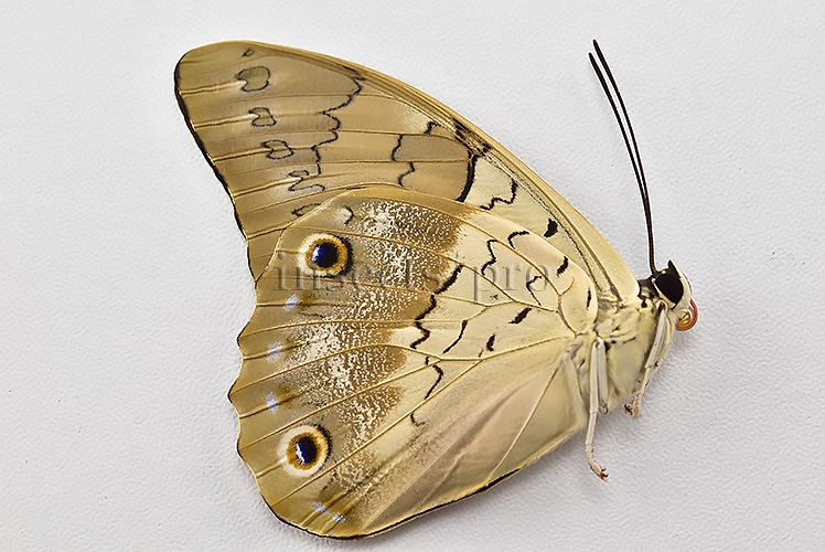 Prepona omphale A1 ♀ - Image 2