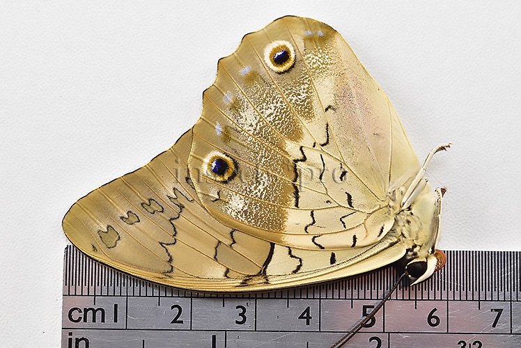 Prepona omphale A1 ♀ - Image 3