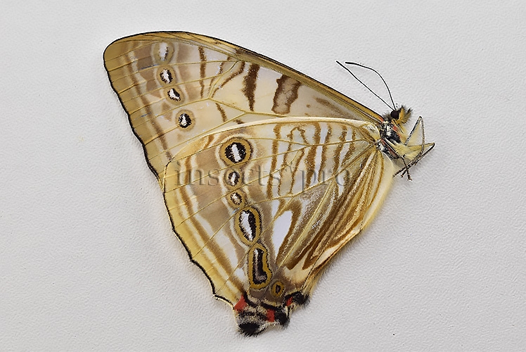 Morpho sulkowskyi selenaris ♂ MOTHER-OF-PEARL - Image 2