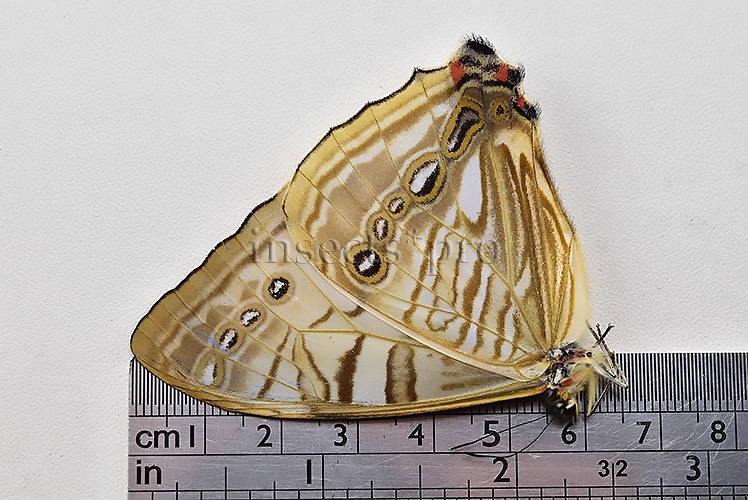 Morpho sulkowskyi selenaris ♂ MOTHER-OF-PEARL - Image 3